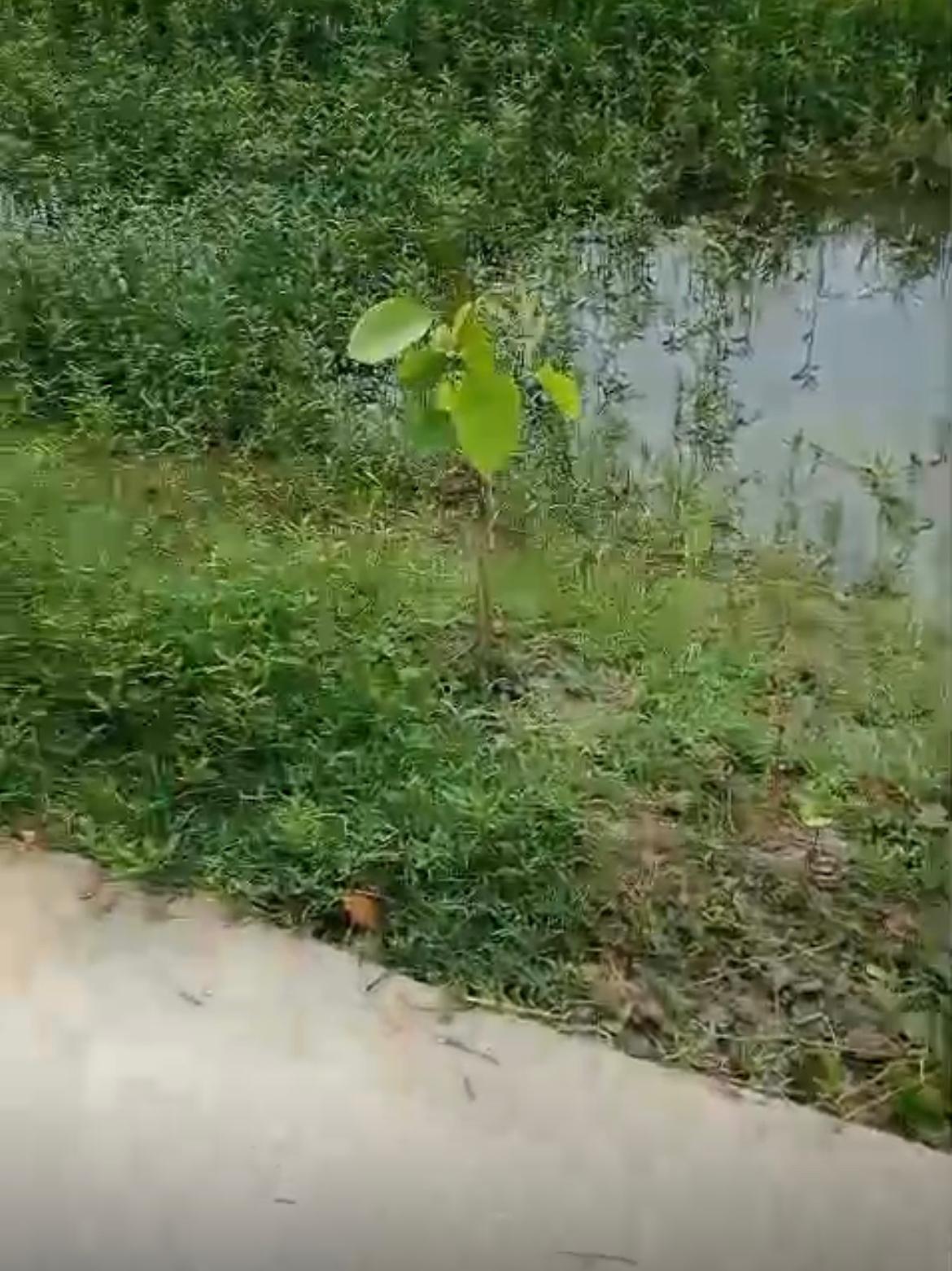 PLANT A TREE PROJECT